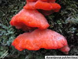 Aurantiporus pulcherrimus