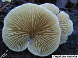 Crepidotus variabilis