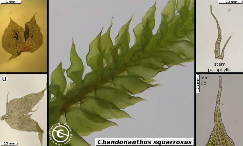 Chandonanthus squarrosussa