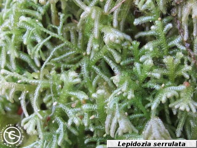 Lepidozia serrulata